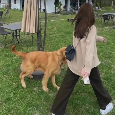 棕榈树森林